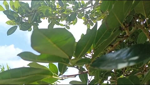 Rural nature Stock Footage 221103377