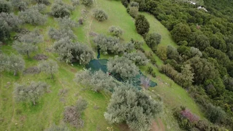 Rural olive grove on a hill with workers collecting fruit on vast nets Stock Footage 343993764