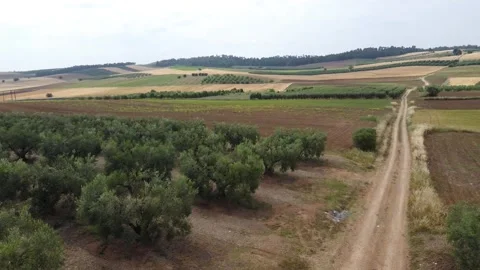 Rural Olive Orchards, Farm Fields and Dirt Tracks Stretch Across a Broad Stock Footage 348265460