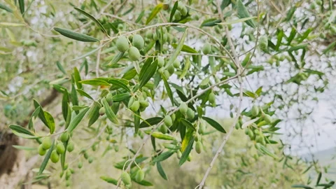 Rural Olives trees branch macro detailed view,extra virgin Italian olive oil, 4k Stock Footage 345130435