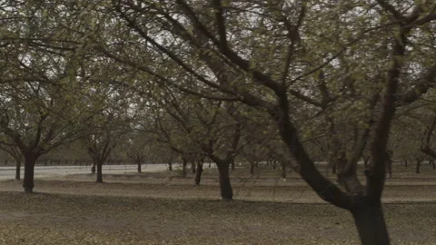 Rural Orchard Next to Road in Springtime Stock Footage 217655231