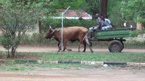 Rural Ox Wagon - HD Video stock 41569364