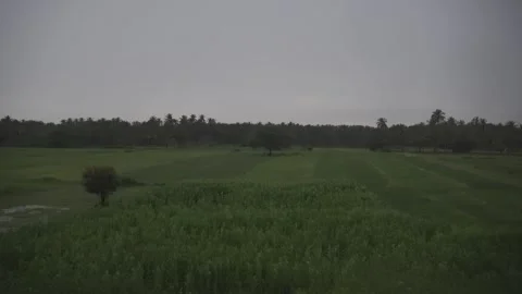 Rural Paddy Fields with Palm Trees Under Overcast Sky, Green Grass, Water R.. Stock Footage 343555561