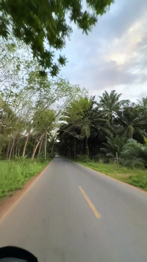 Rural Palm Grove Stock Footage 272590194