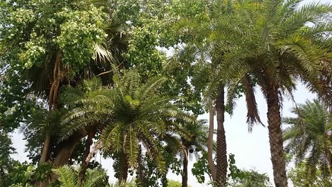 Rural Palm Trees 動画素材 108864276