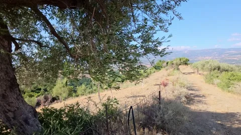 Rural Path Beside Olive Tree and Wire Fence in Greece Stock Footage 321533665