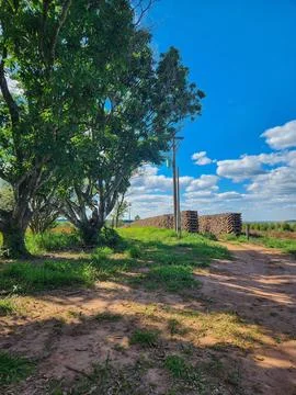 Rural Path with Blue Sky and Trees Stock Photos