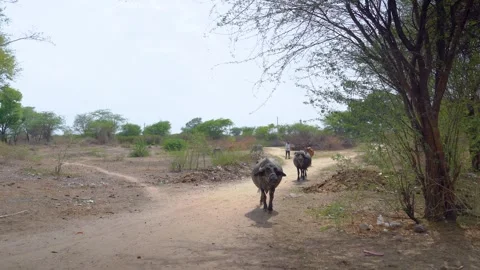 Rural Path with Buffaloes Walking Stock Footage 310936555