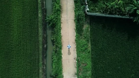 Rural path drone, cinematic field walk, 4k countryside view Stock Footage 309604859
