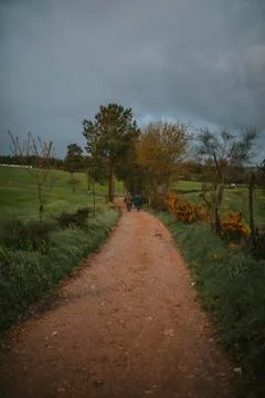 Rural path with pine trees in a meadow Stock Photos