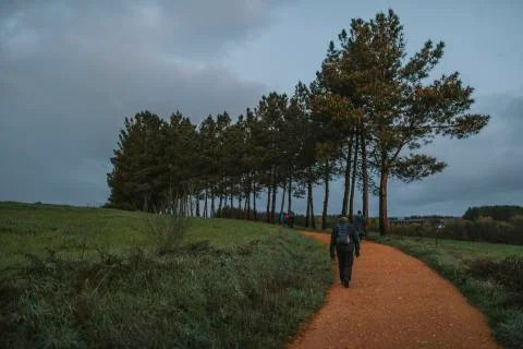 Rural path with pine trees in a meadow with people hiking. Stock Photos