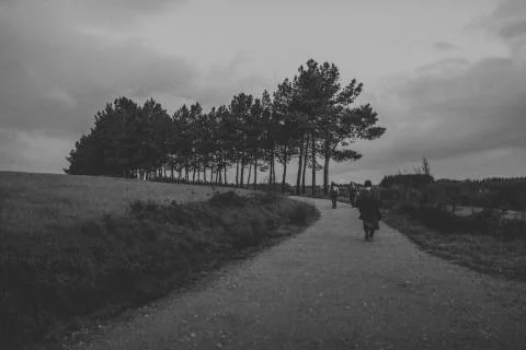 Rural path with pine trees in a meadow, and people hiking. Stock Photos