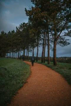 Rural path with pine trees in a meadow Stock Photos