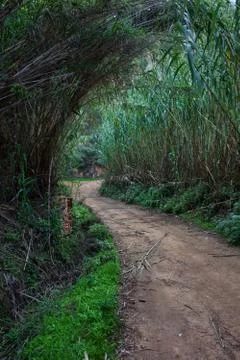 Rural Path Through Reed Fotos de archivo