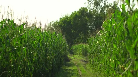 Rural path through a vibrant green corn plantation. Video stock 334331028