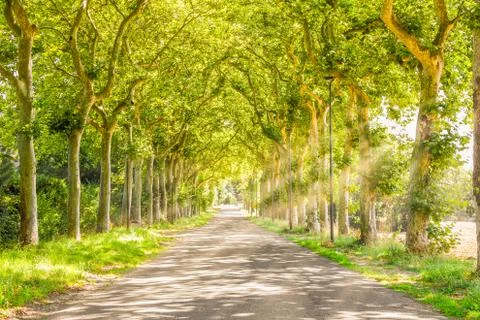 Rural path with trees and light rays Stock Photos