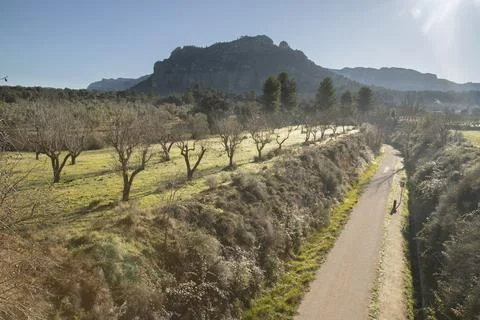 Rural path winding through olive trees and mountains Stock Photos
