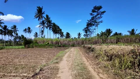 Rural path winds through lush palm groves Stock Footage 345137231