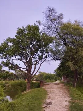 Rural Pathway Lined with Trees and Water Foto stock