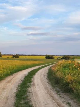Rural pathway through white fields of blooming buckwheat Stock Photos