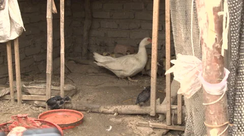 Rural Peru scenes Stock Footage 51235082