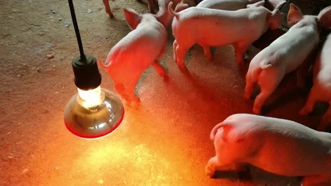 The rural pig farm has a small piglet Stock Footage 234151653