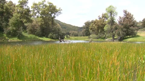 Rural pond with long green grass. Stock Footage