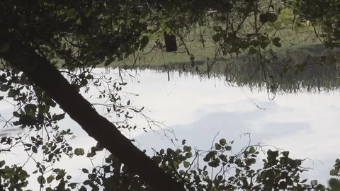 Rural reflections in water Stock Footage 71826751