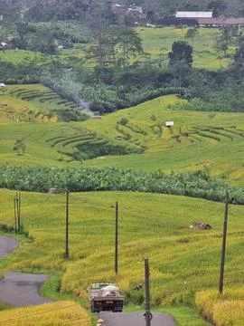 Rural rice fields Fotos de archivo