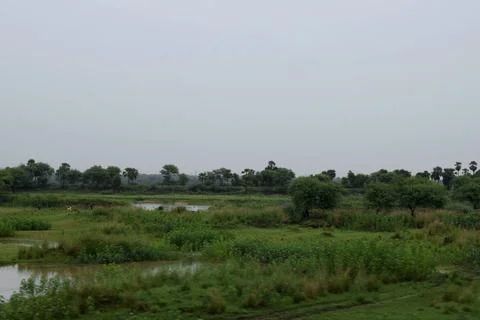 Rural Rice Fields Under an Overcast Sky Stock Photos