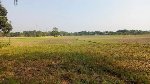 Rural rice paddy fields stretch under a clear sky. Stock Photos