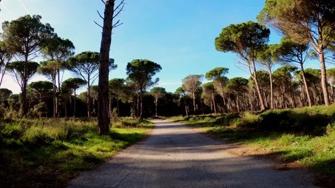 Rural road among fields, forests and meadows. View from the cyclist perspective Stock Footage 123122840