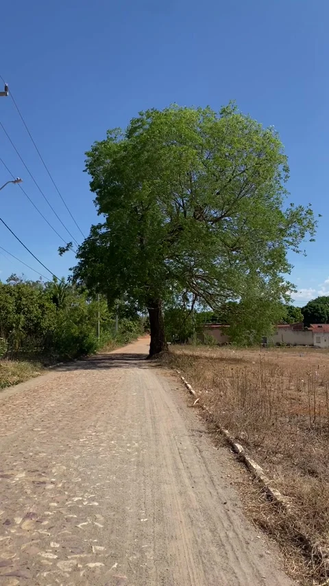 Rural Road and Tree – Peaceful Countryside Scene Stock Footage 320466033