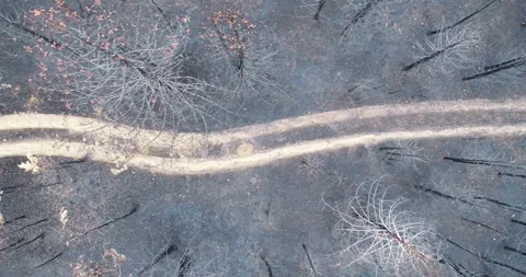 Rural road between burnt forest trees, aerial drone shot. Aftermath fire scen Video stock 277649574