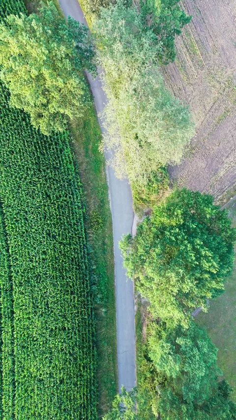 Rural road between cornfield and forest vertical aerial Stock Footage 341865583