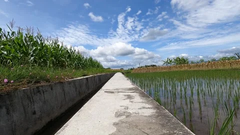 Rural Road between Fields, Sleman, Yogyakarta, Indonesia Stock Footage 320853130