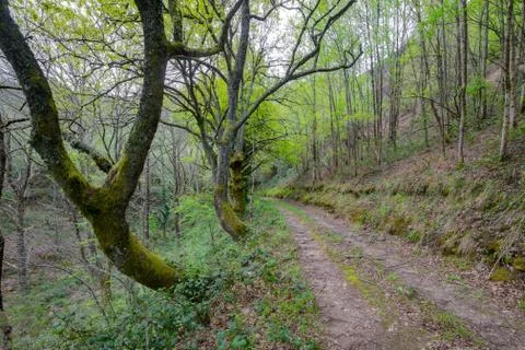 Rural road between forests Stock Photos