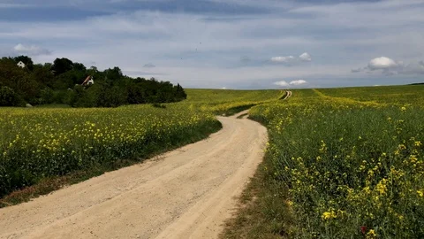 Rural road between rape plant fields Stock Footage 92951379
