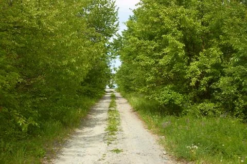 Rural road between trees Stock Photos