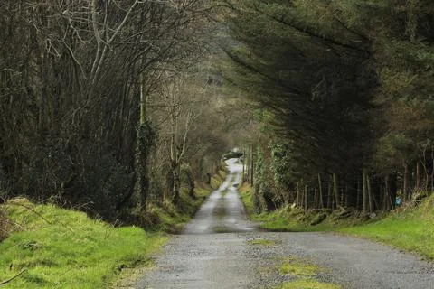 Rural road bordered by trees Stock Photos