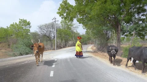 Rural Road with Buffaloes Stock Footage 310936591