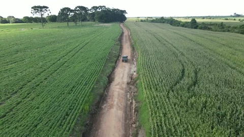 Rural road with cornfield, typical farm landscape of southern Brazil, 動画素材 232442448