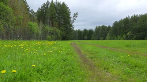 Rural road on the field Stock Footage 95943122