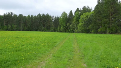 Rural road on the field Stock Footage 95943223