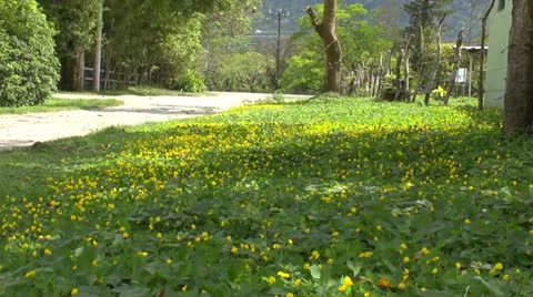 Rural road Stock-Footage 23577012