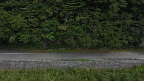 Rural Road In Forest Stock Footage 95628241