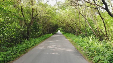 Rural road in forest Stock Footage 113946802
