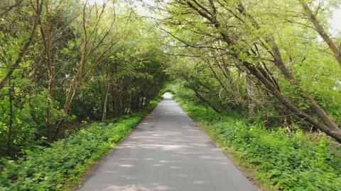 Rural road in forest Stock Footage 113947347