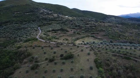 Rural road leading to forested mountain through olive groves and farmland Stock Footage 344094539