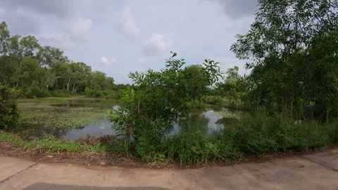 Rural road lined with greenery and fields Stock Footage 310954946
